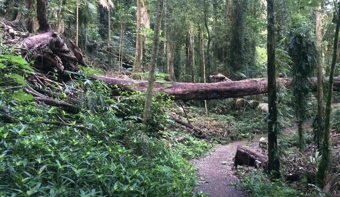 Wonga walking track
