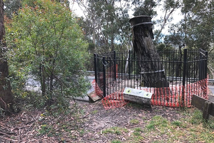 Former Explorers Tree in Katoomba