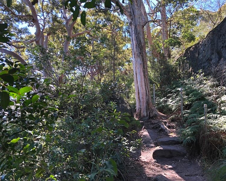 Bushwalking path in Balls Head Reserve