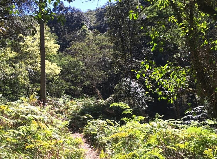 The Forest Path in Royal National Park
