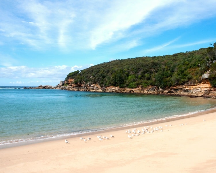 Discover Wattamolla Beach in Royal National Park Sydney Uncovered