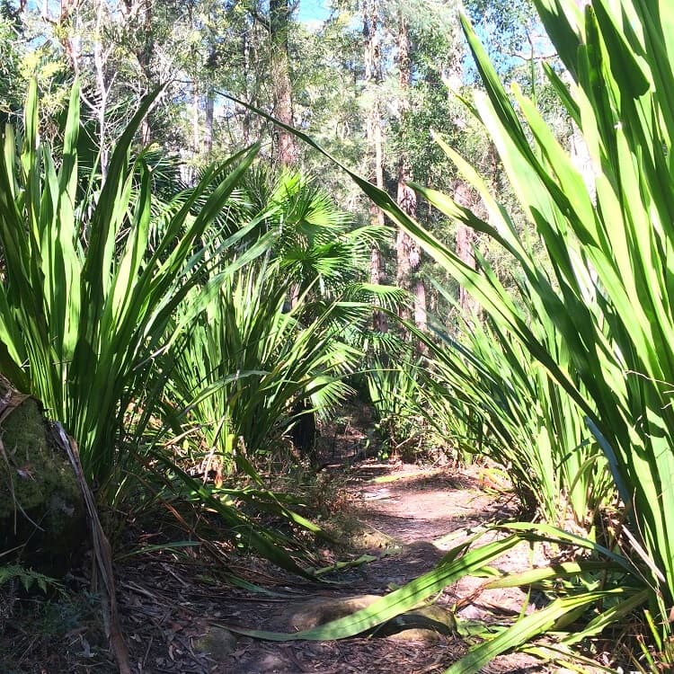The Forest Path in Royal National Park