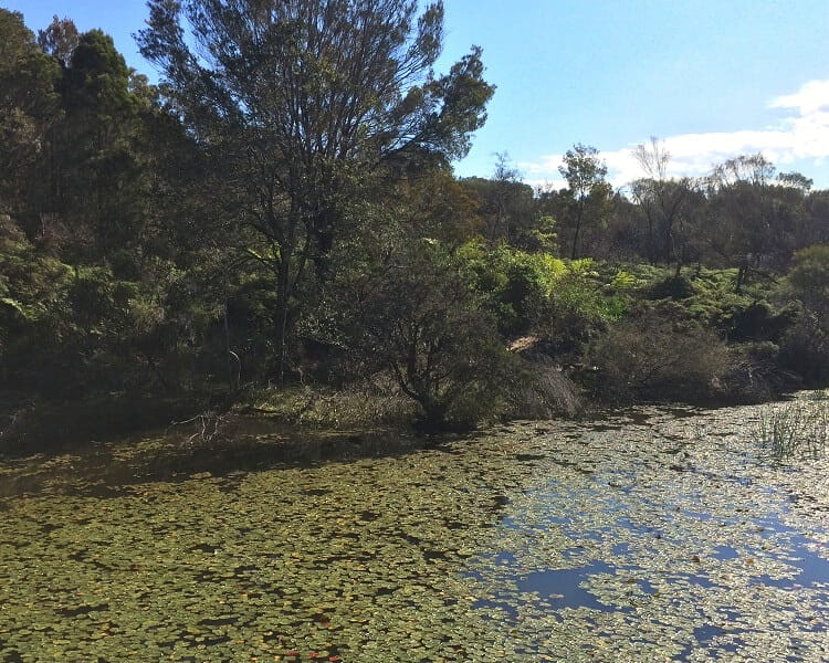 The Wetlands at Manly Dam