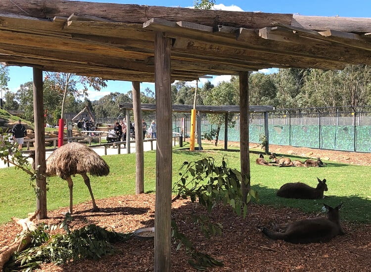 Australian native animals in Sydney Zoo