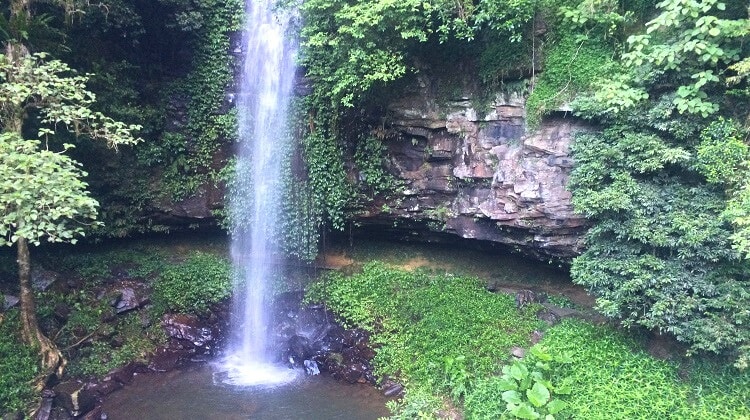 Crystal Shower Falls in Dorrigo National Park