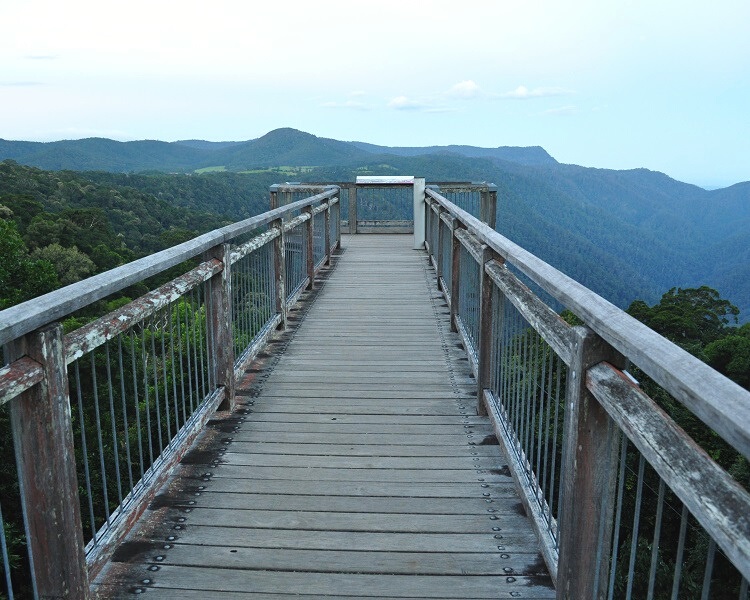 Skywalk Lookout in Dorrigo National Park
