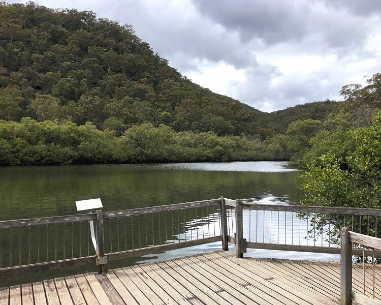 Mangrove boardwalk in Bobbin Head