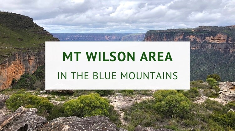 Mount Wilson area of the Blue Mountains