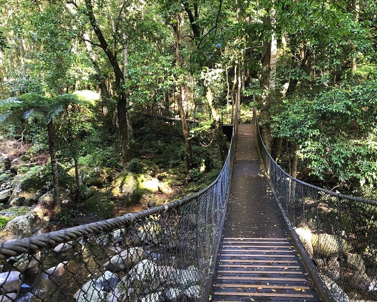 Loop Walk in the Minnamurra Rainforest