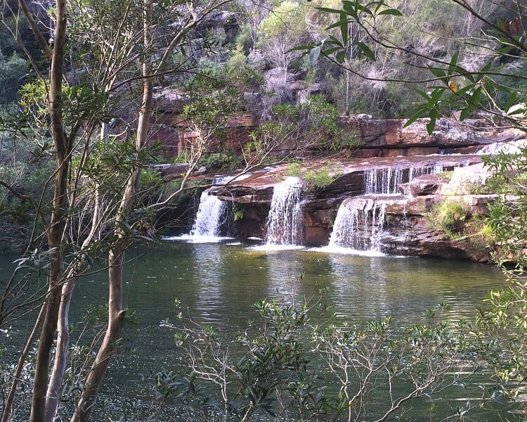 Winifred Falls Trail in the Royal National Park
