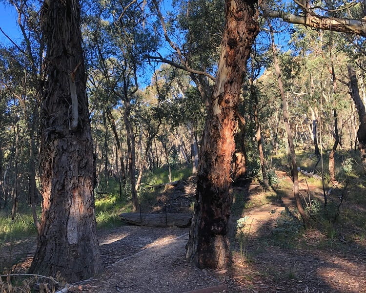 Walking trail to the Blackfellows Hand Cave