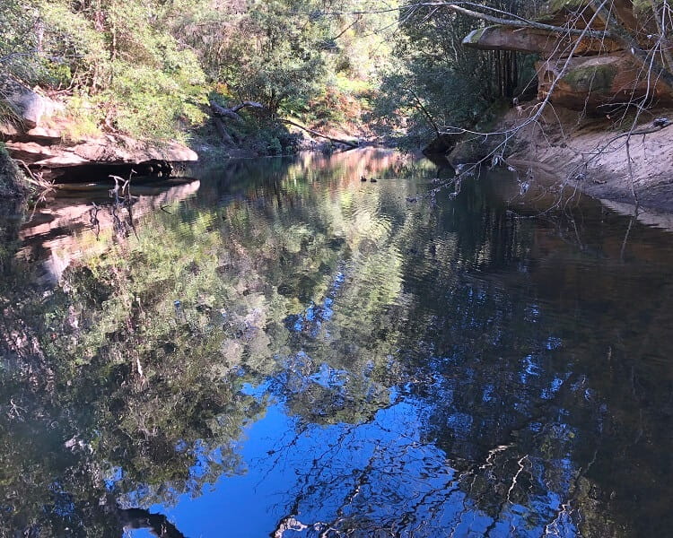 The Fishponds on the Blue Gum Walk