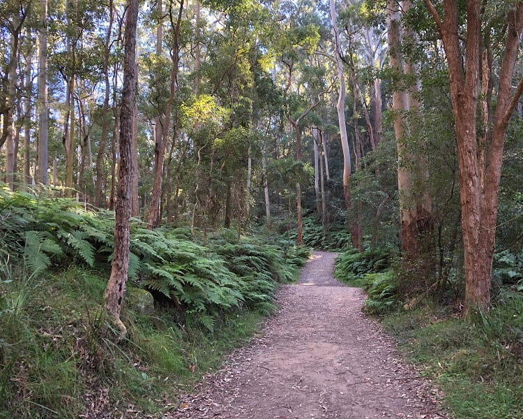 Gum forest in Hornsby