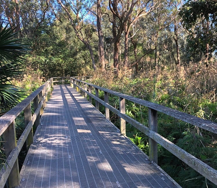 Bushwalking in Narrabeen