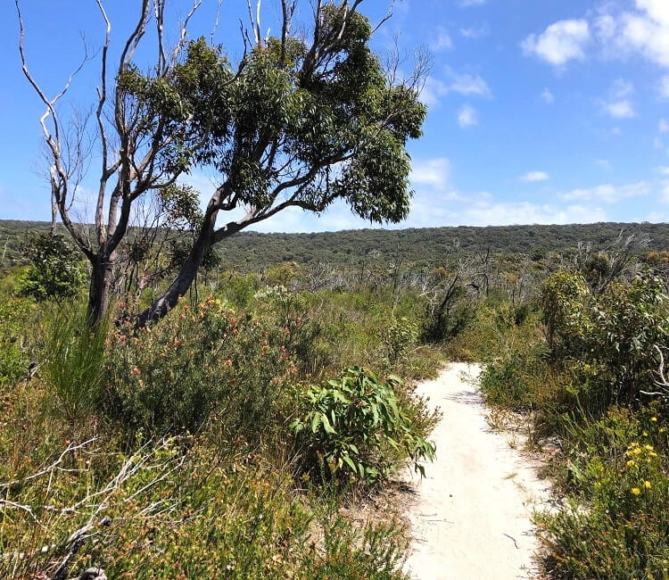 First section of the Curra Moors Track