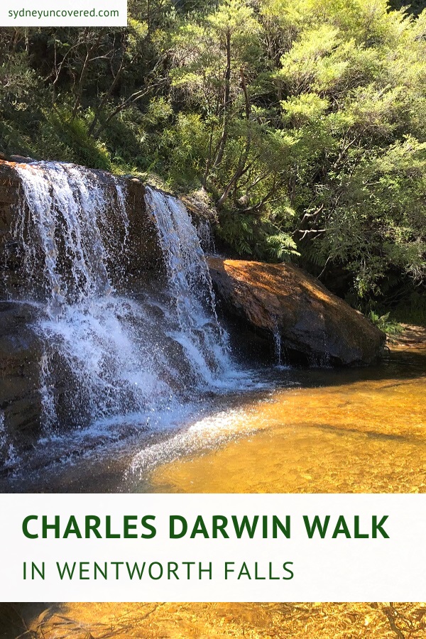 Charles Darwin Walk in Wentworth Falls