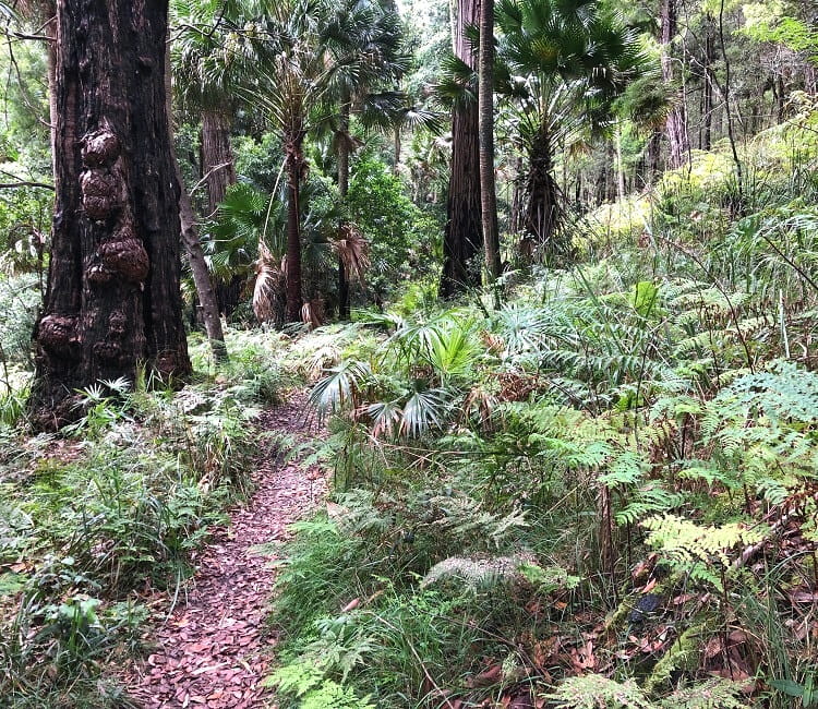 Forest Path through rainforest