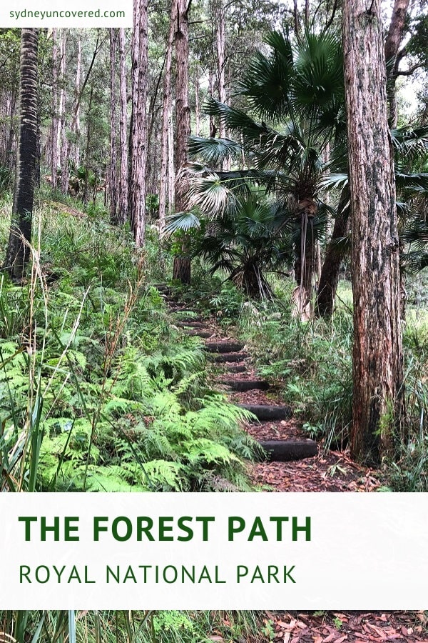 Forest Path walking track in Royal National Park