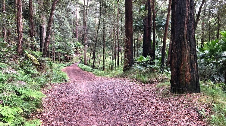 Forest Path in Royal National Park