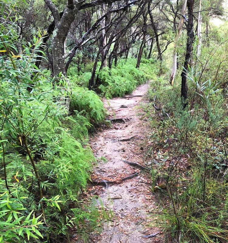 Bushwalking to Paradise Pool