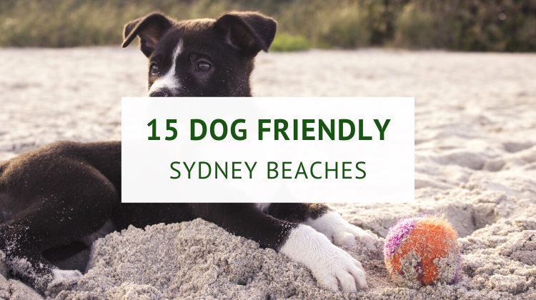 Dog friendly beaches in Sydney