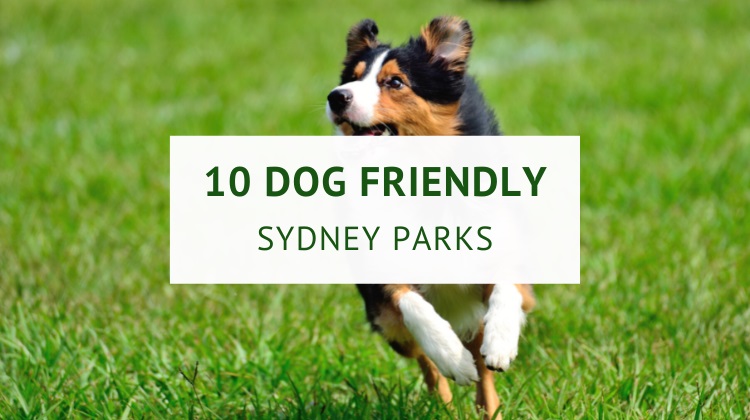 Off leash dog parks in Sydney