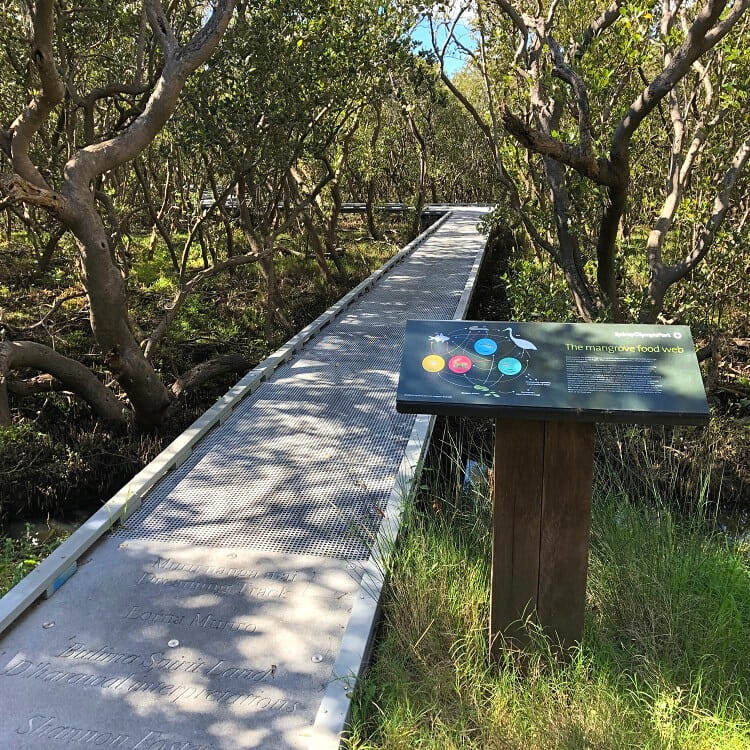 Badu Mangroves in Sydney Olympic Park