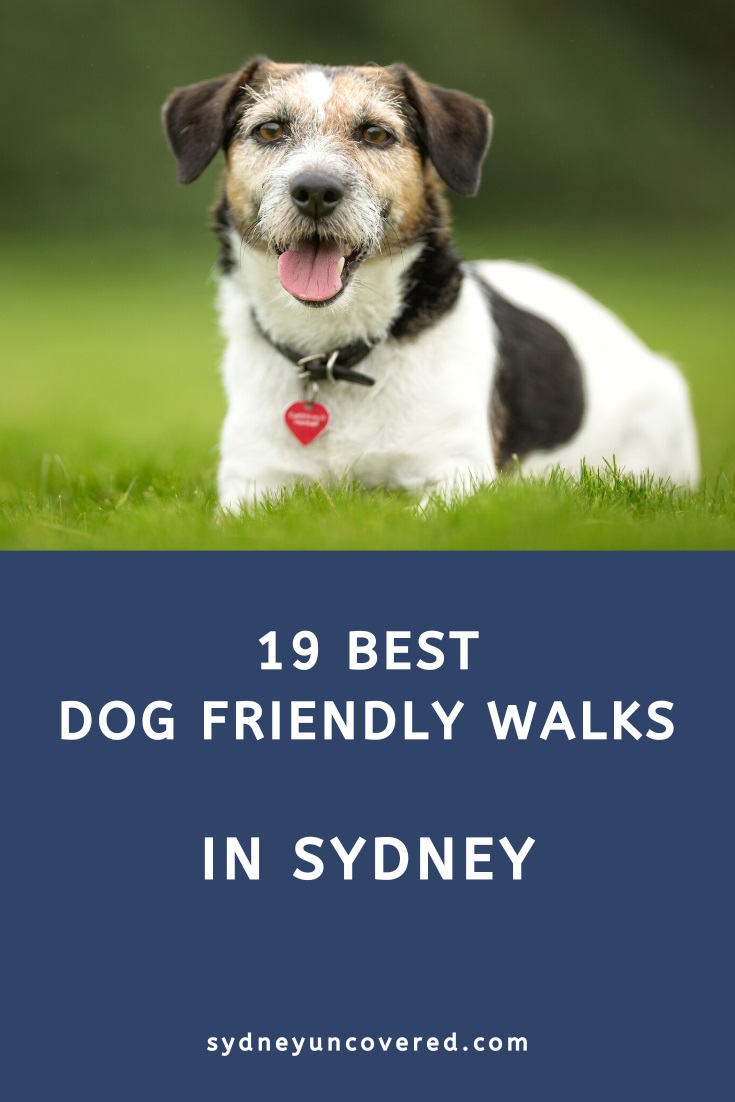 19 dog friendly Sydney walks