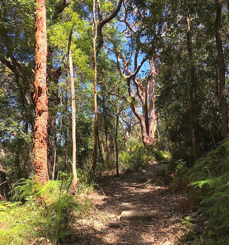 Forest in the North Arm Track