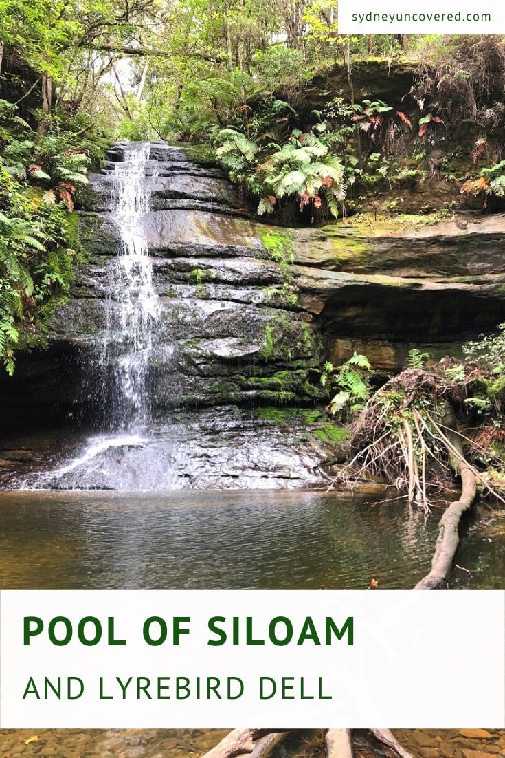 Pool of Siloam and Lyrebird Dell circuit walk