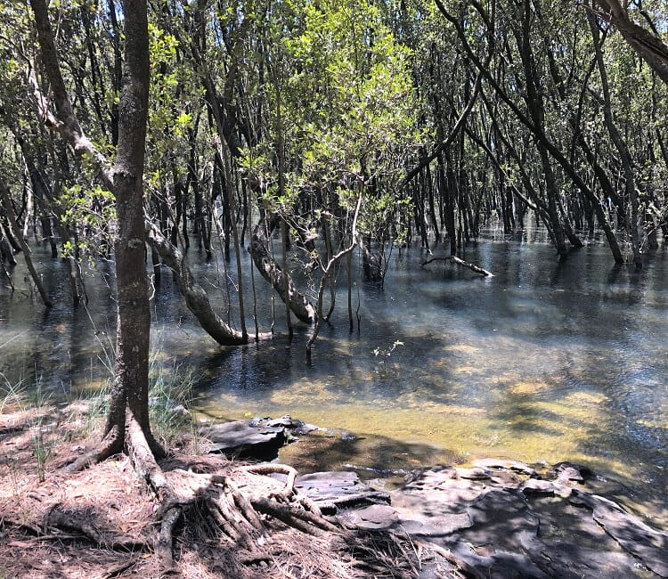 Scotts Creek mangroves