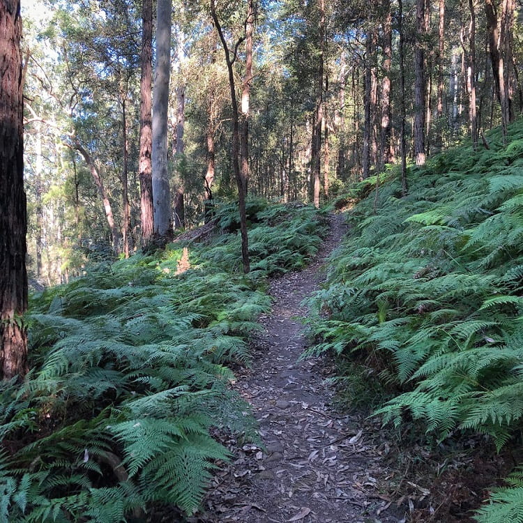 Forest of ferns on the Blue Gum Walk