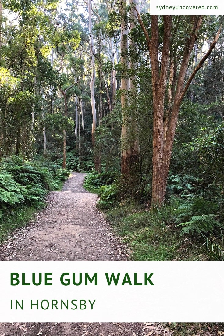 Blue Gum Walk in Hornsby