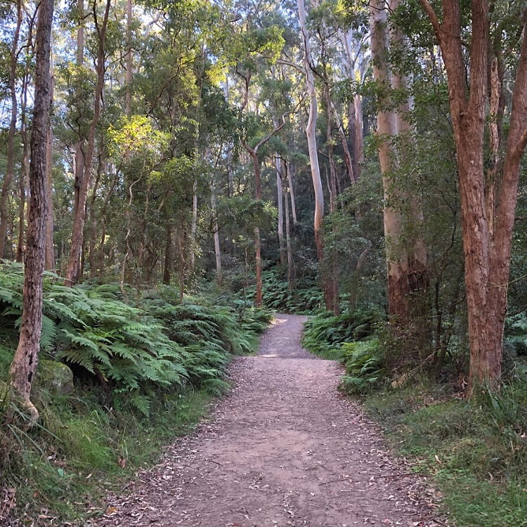Gum forest in Hornsby