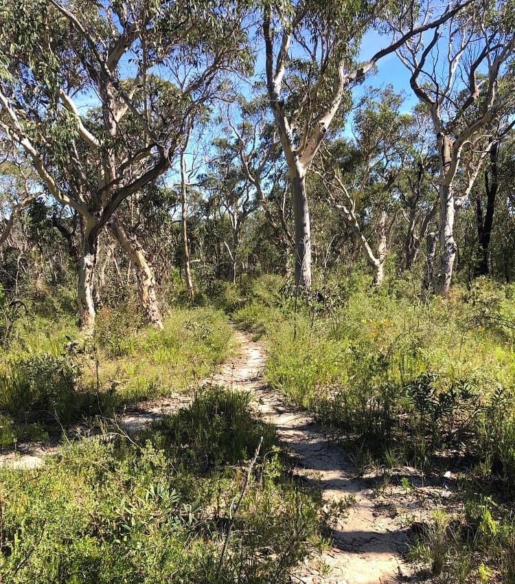 Bush trail to Ikara Head