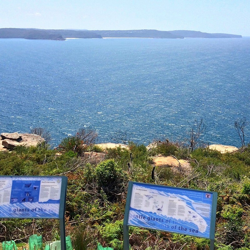Views to the north from Barrenjoey Headland
