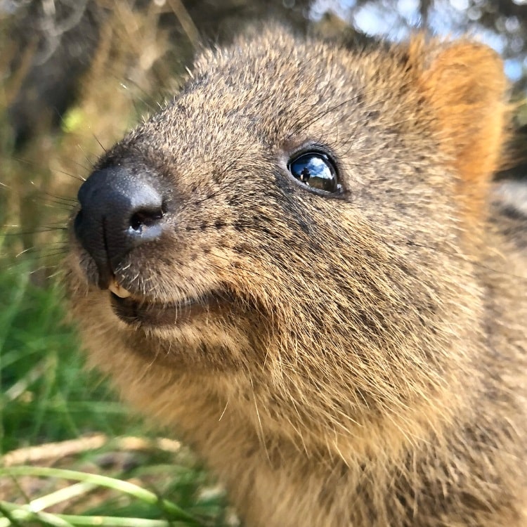 Quokkas at Featherdale Wildlife Park