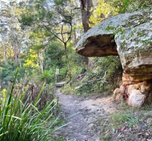 Lane Cove National Park Riverside Loop Walk - Sydney Uncovered