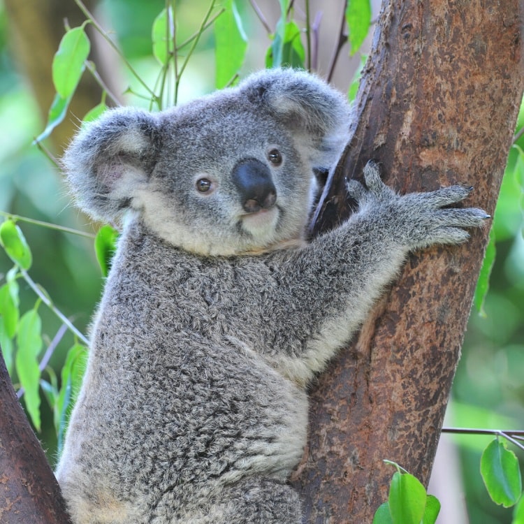 Koala Park Sydney