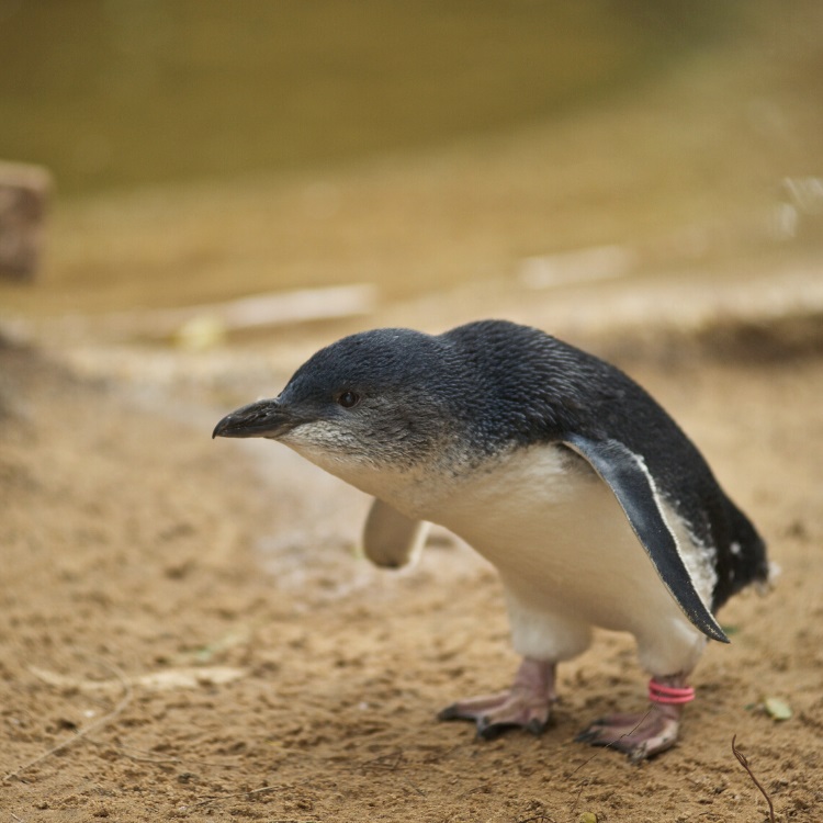 Little Penguins at SEA LIFE Sydney Aquarium