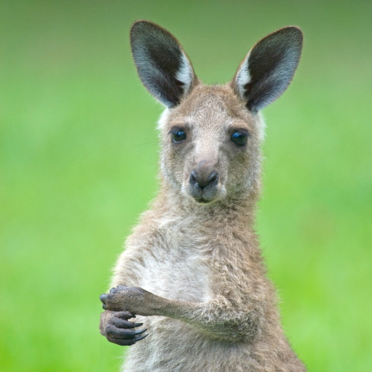 Kangaroos at Symbio Wildlife Park