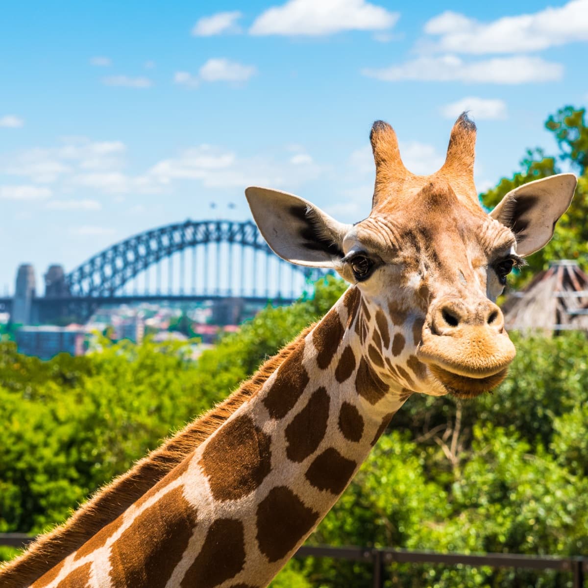 Taronga Zoo Sydney