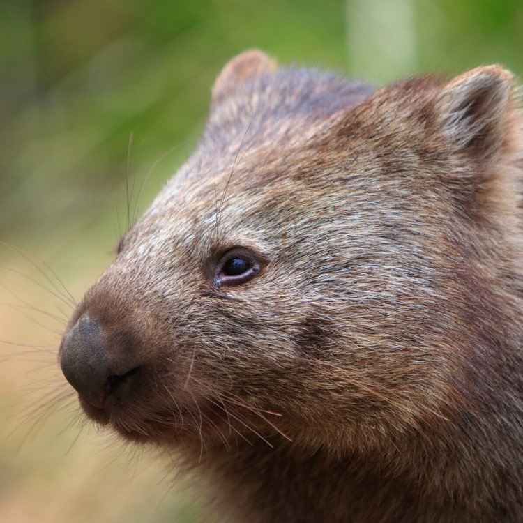 Wombats at WILD LIFE Sydney Zoo