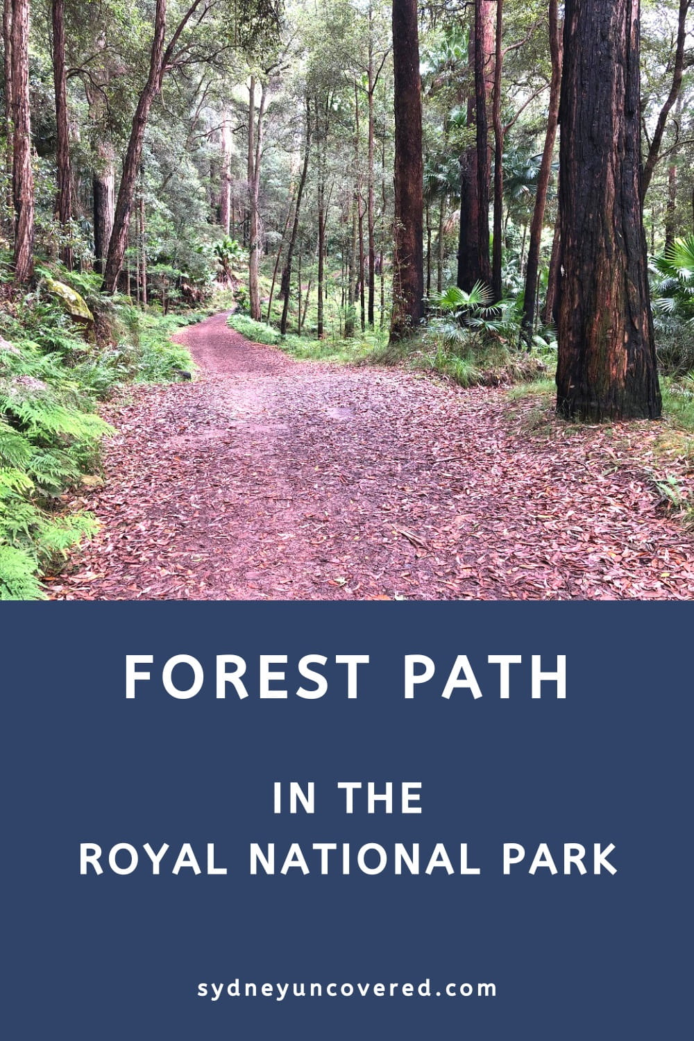 Forest Path walking track in Royal National Park