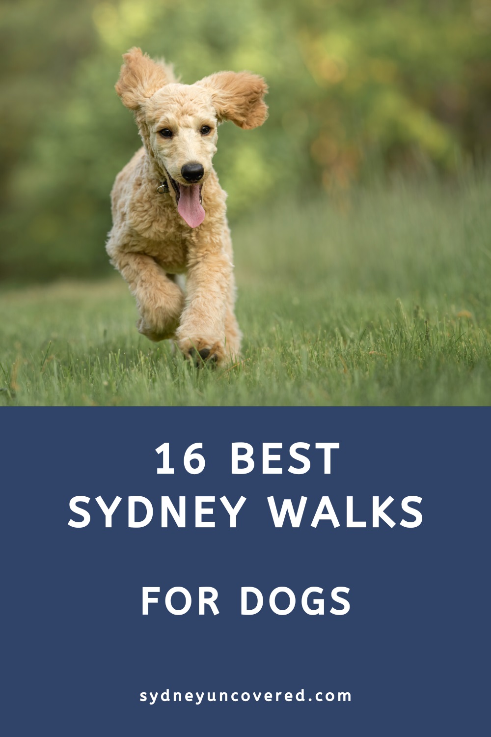 16 dog friendly Sydney walks