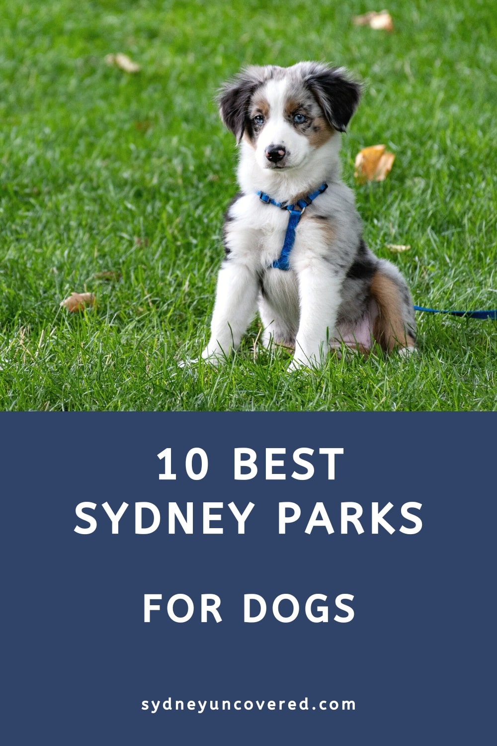 10 Best dog friendly parks in Sydney