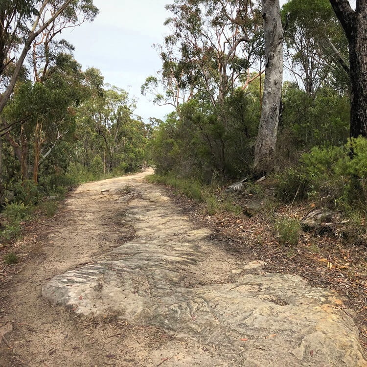 10B cycling trail in Dharawal National Park
