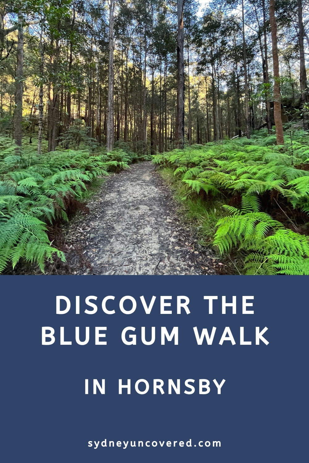 Blue Gum Walk in Hornsby
