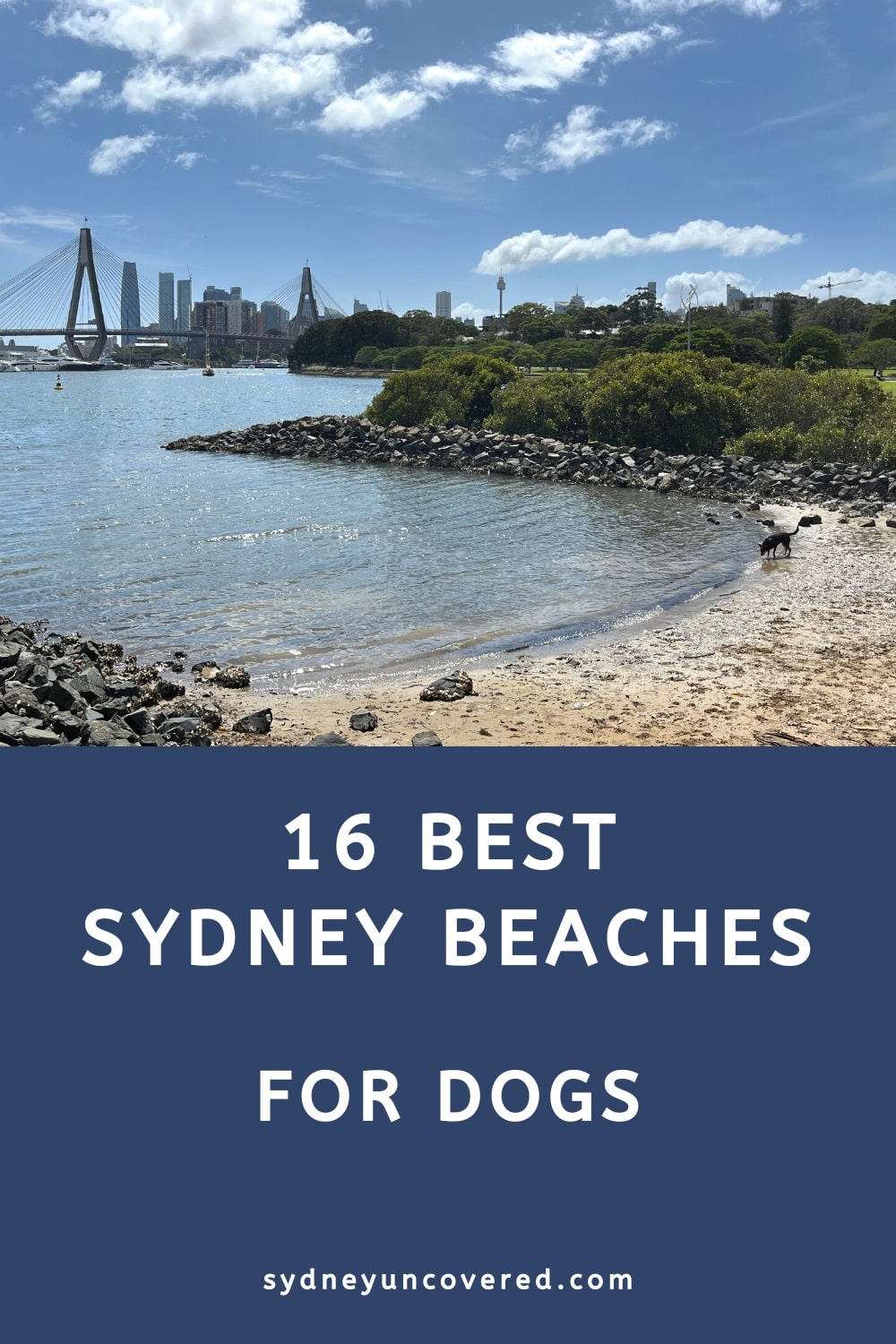 16 Best dog-friendly Sydney beaches