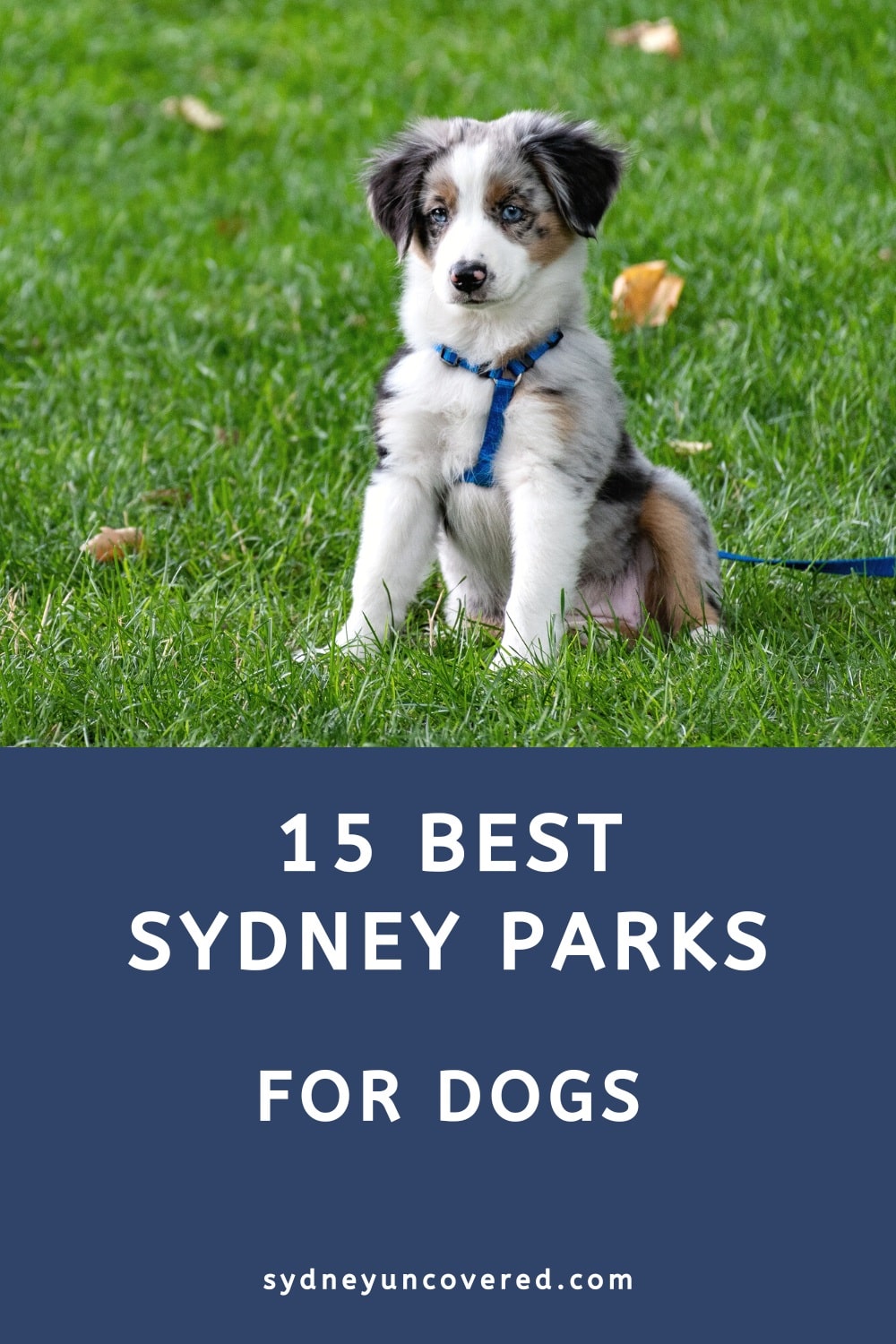 15 Best dog-friendly parks in Sydney